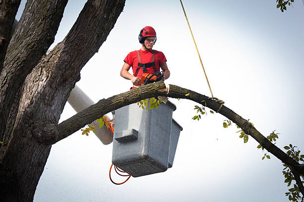 Reliable Edgewater, MD Tree Services Solutions